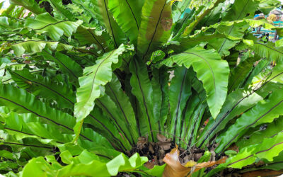 Best Australian native plants for indoor pots