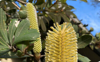 The best time to plant Aussie natives