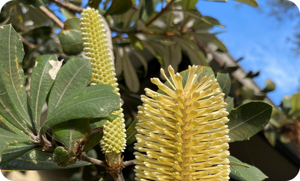 The best time to plant Aussie natives