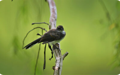 Will a pond attract mosquitoes?