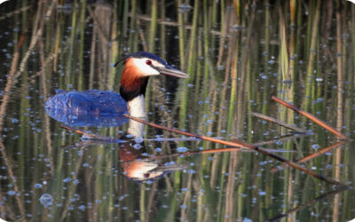 Should you have fish in your pond?