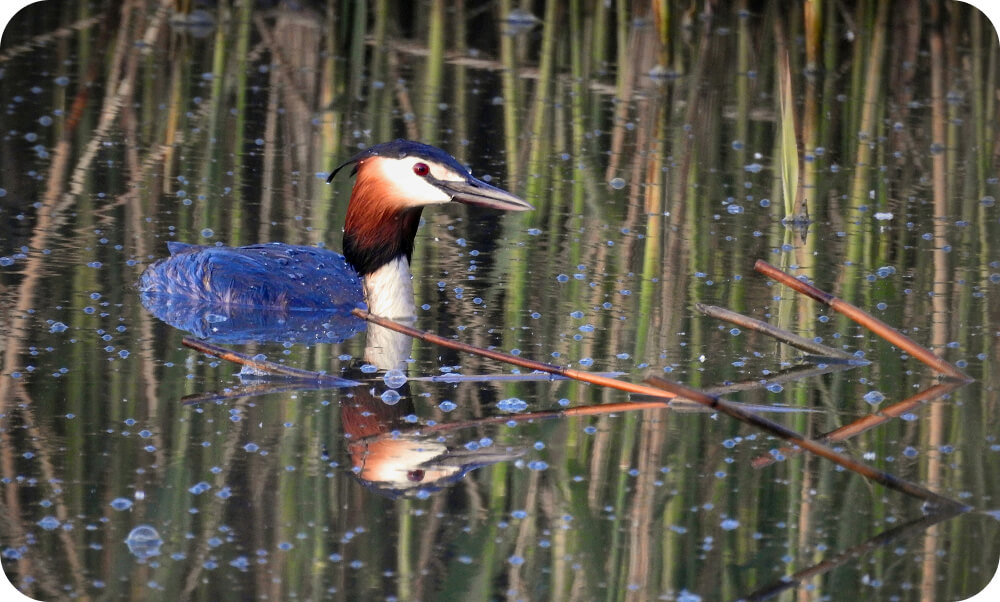 Should you have fish in your pond?