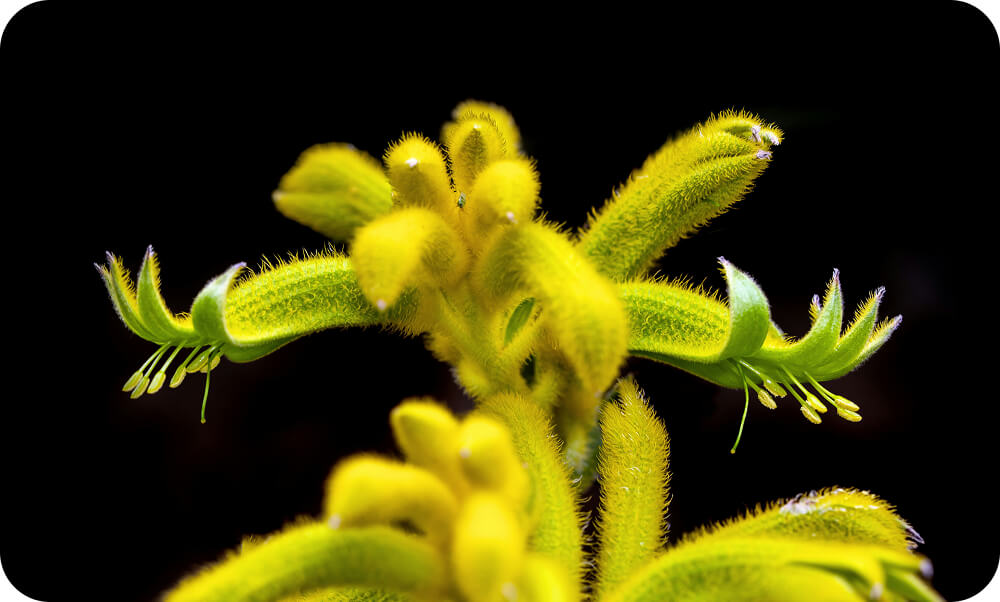 The best Aussie natives to attract birds to your garden