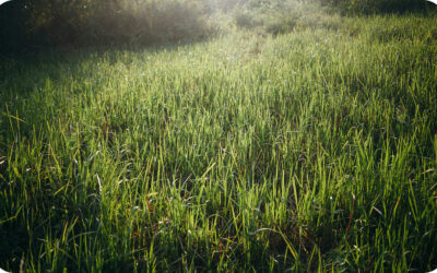 Mowing the green way