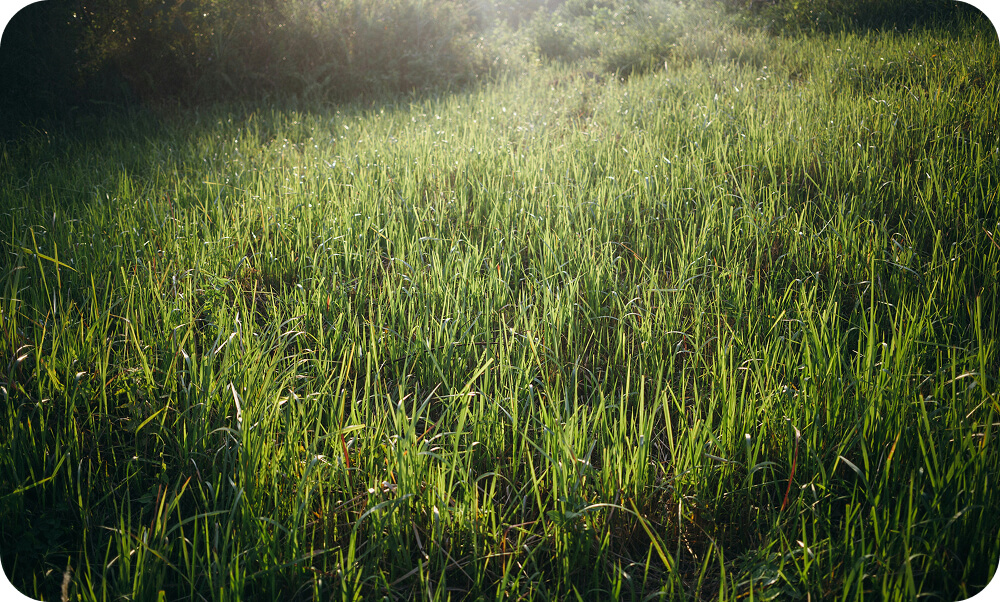 Mowing the green way