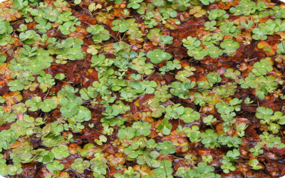 Best Australian native plants for a pond
