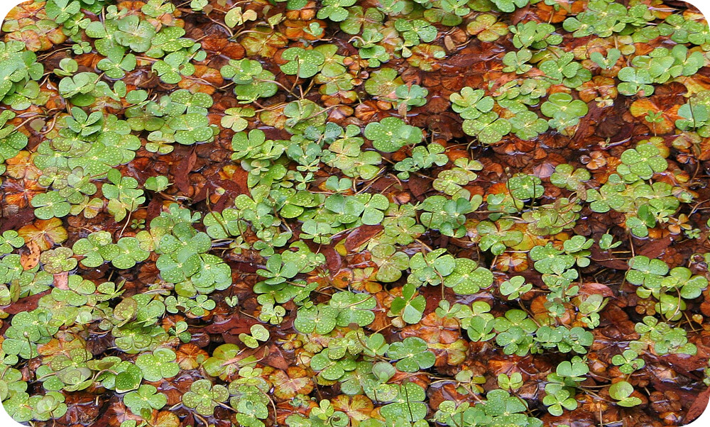 Best Australian native plants for a pond