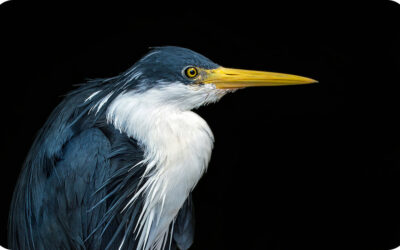 Wetlands: nature’s superheroes