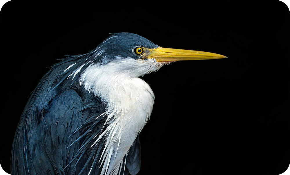 Wetlands: nature’s superheroes