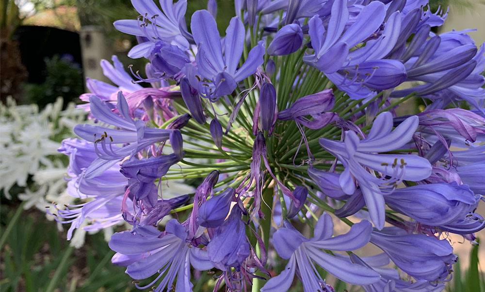 Agapanthus Agapanthus