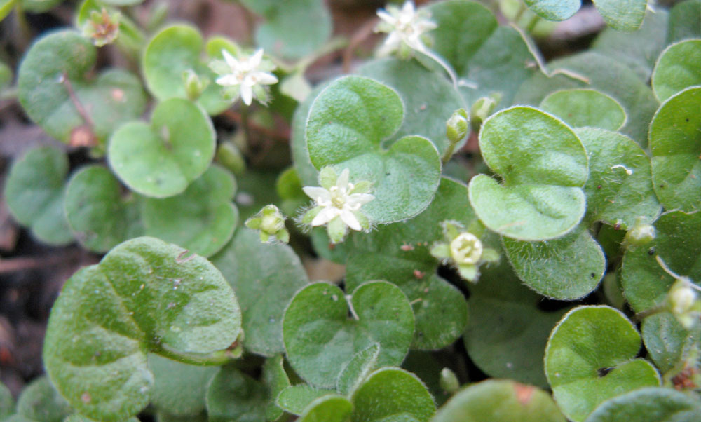 Kidney-weed Kidney weed