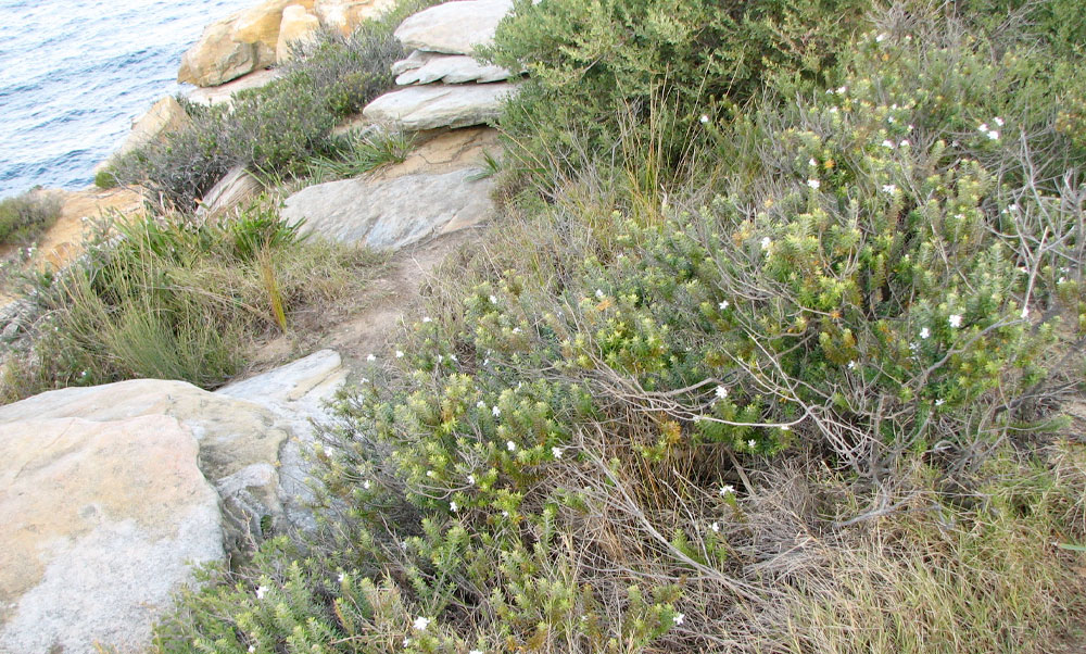 Native-rosemary Native rosemary