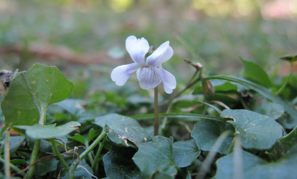 Native-violet Native violet