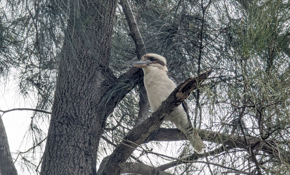 kookaburra kookaburra