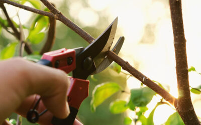 Think before you prune: keep wildlife safe in your garden