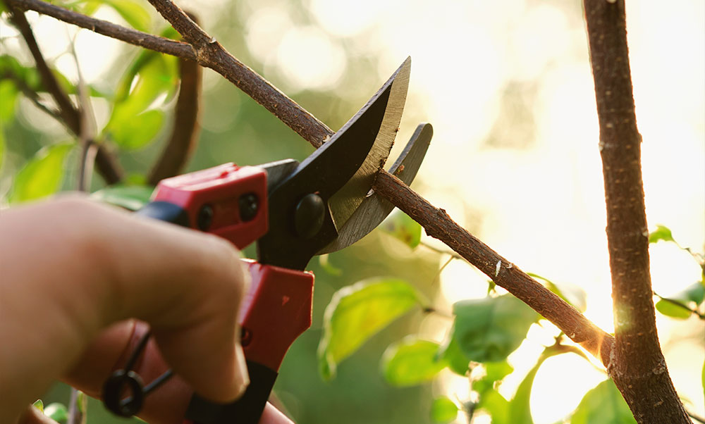 pruning