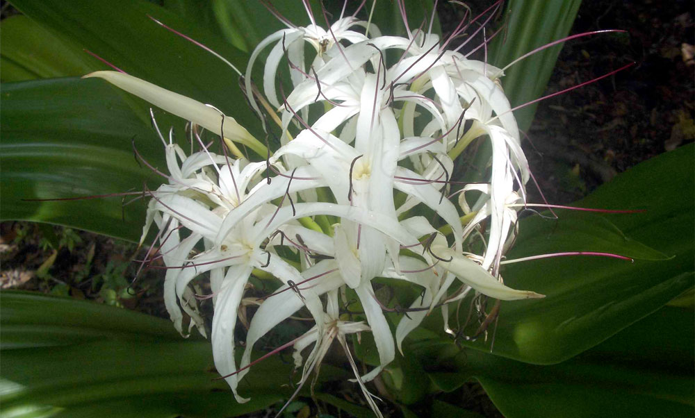 swamp-lily swamp lily